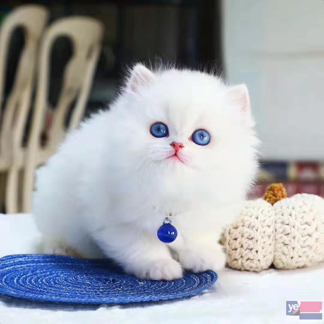 浙江杭州纯种矮脚猫幼猫优惠出售