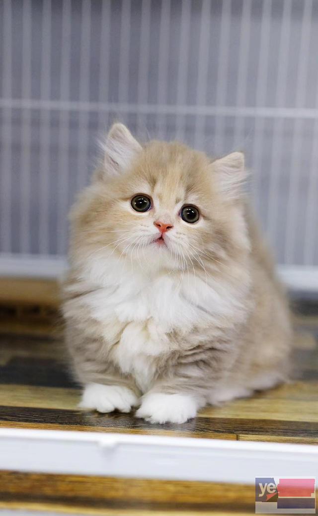 广东惠州纯种矮脚猫幼猫优惠出售