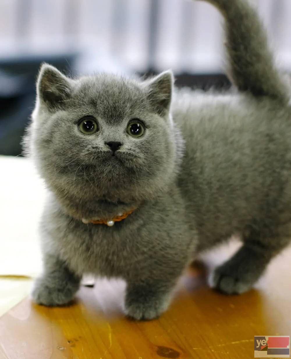 广西贺州纯种双血统矮脚幼猫一手出售