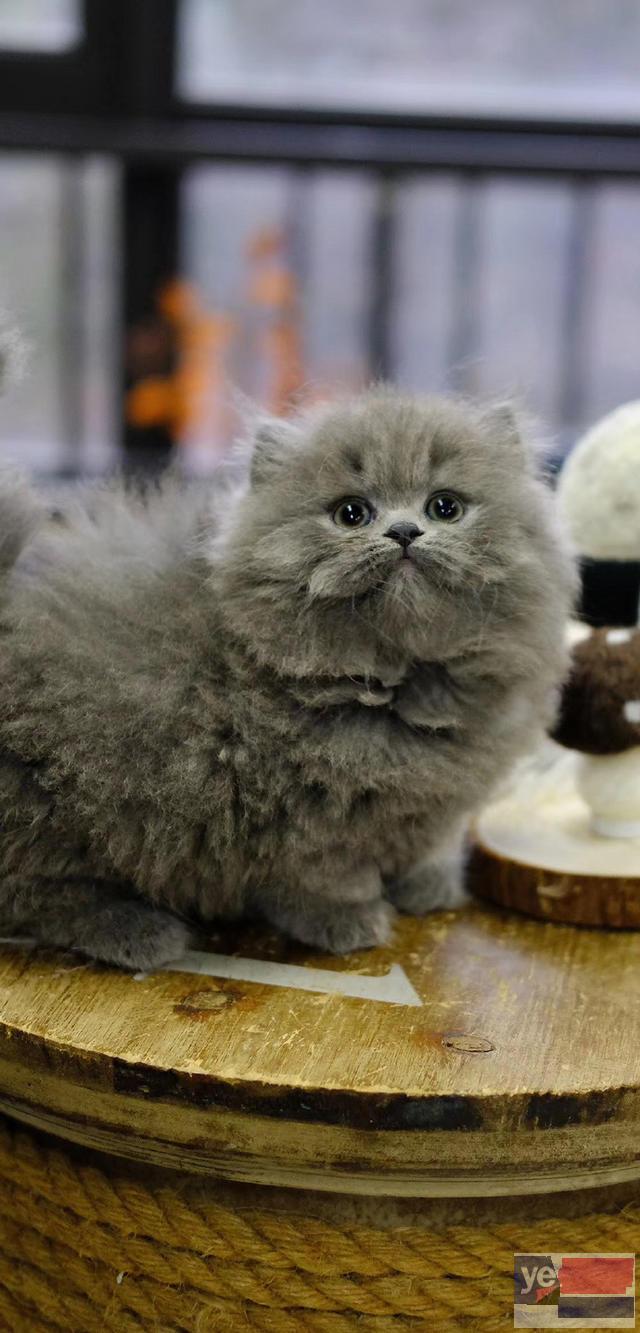 广西贺州纯种双血统矮脚幼猫一手出售