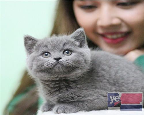 汉中出售纯种蓝猫蓝白渐层布偶 确保纯种健康 需要的联系