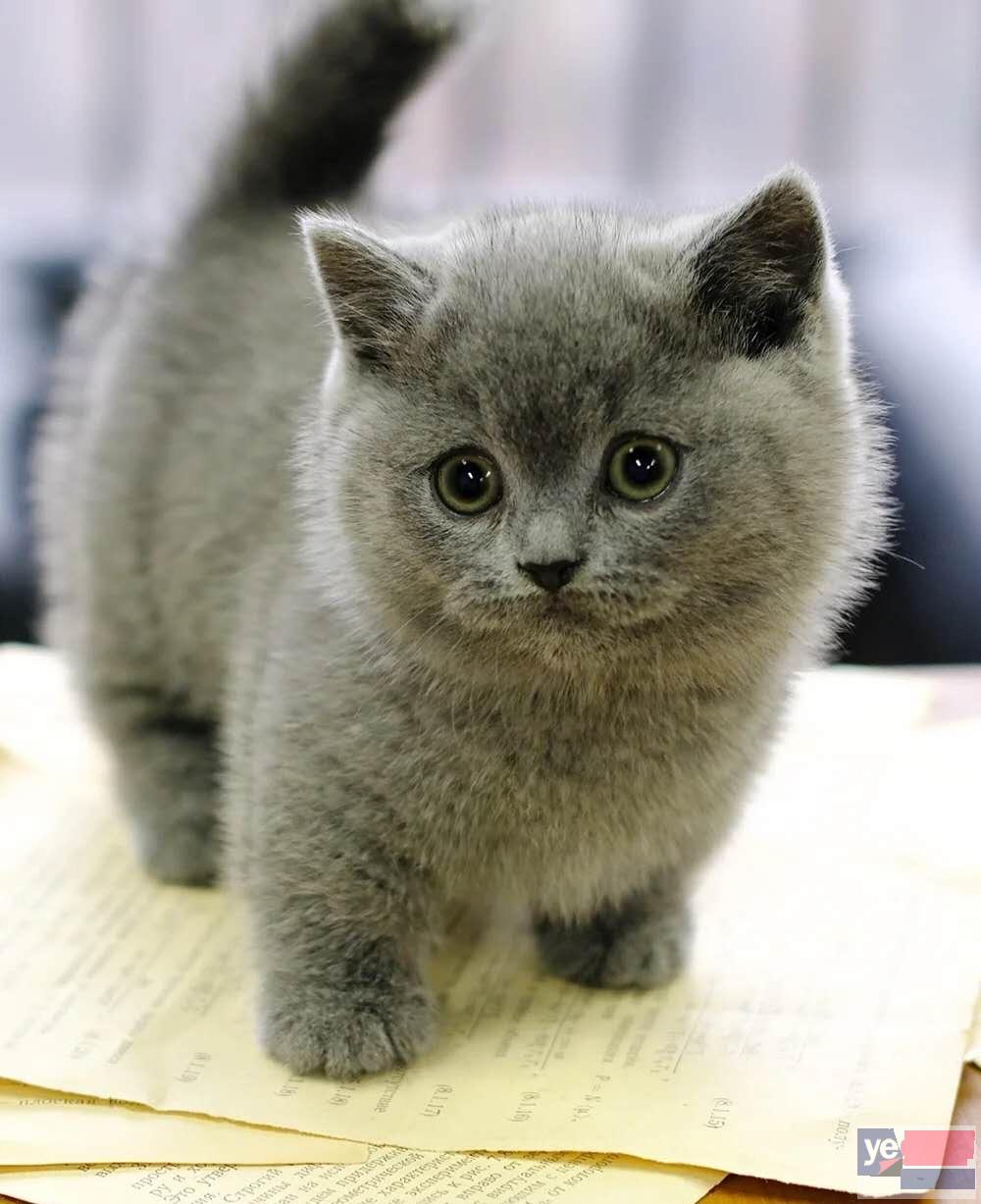 河北廊坊纯种矮脚猫幼猫低价出售