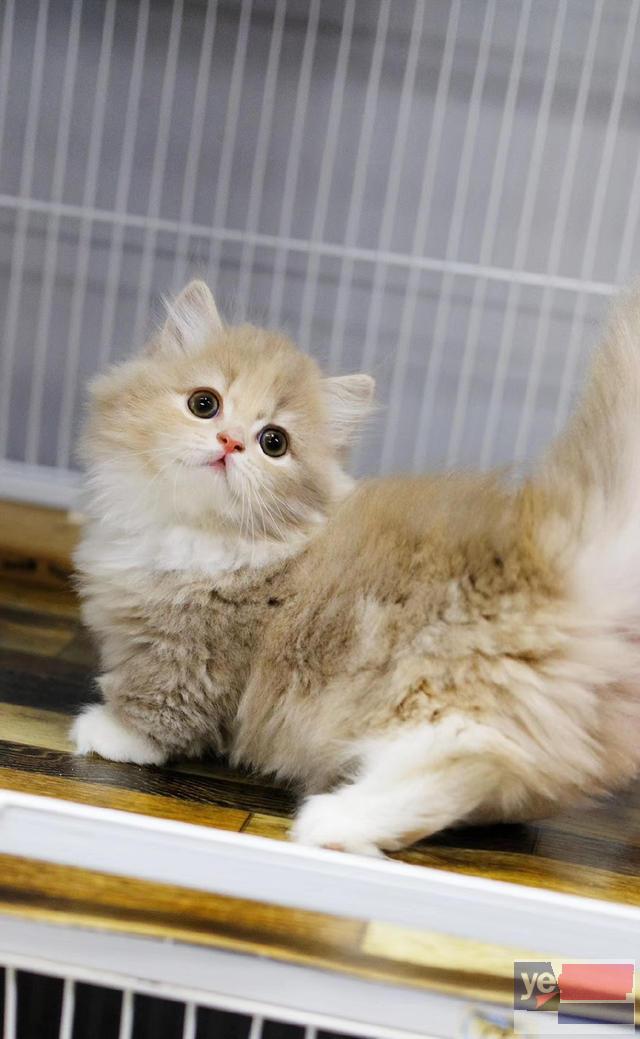 广西来宾猫舍直销矮脚幼猫价钱
