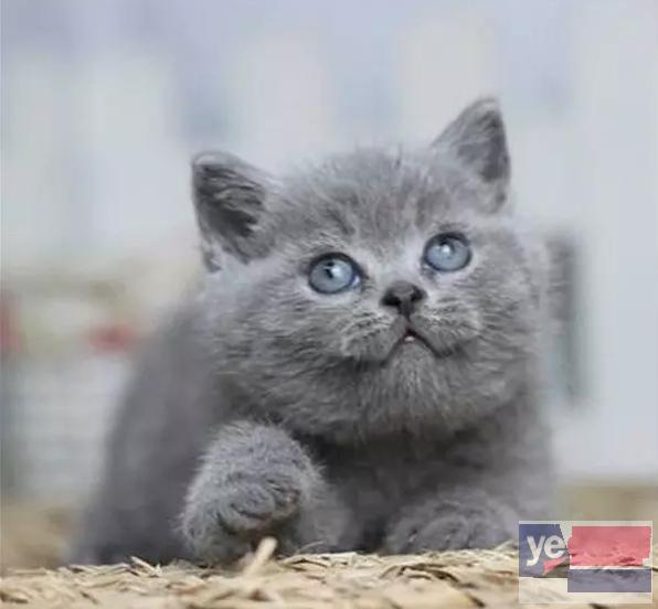 广西柳州双血统蓝猫放心购买