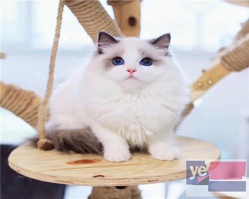 宁波出售纯种蓝猫蓝白渐层布偶 确保纯种健康 需要的联系