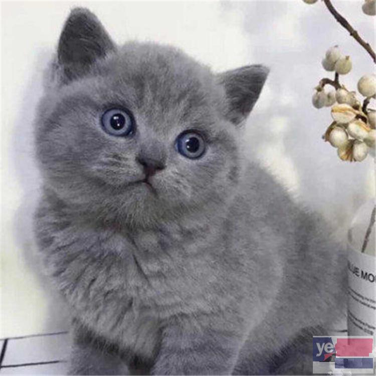 上海闵行纯种包子脸蓝猫优惠出售