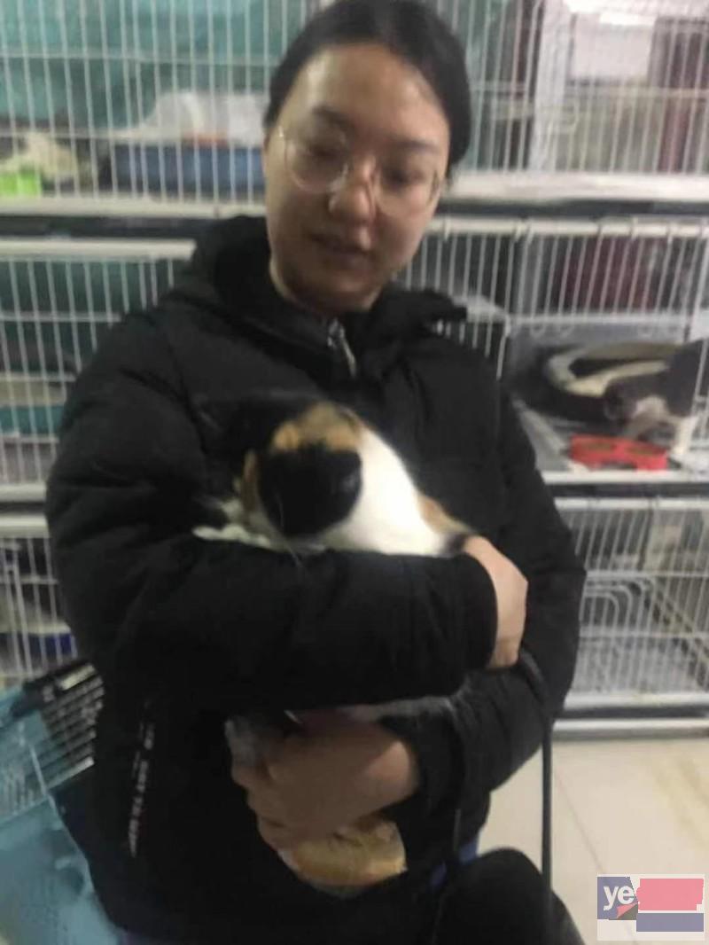 上海宠物领养救助 流浪狗猫 宠物狗猫 小动物收养领养救助中心