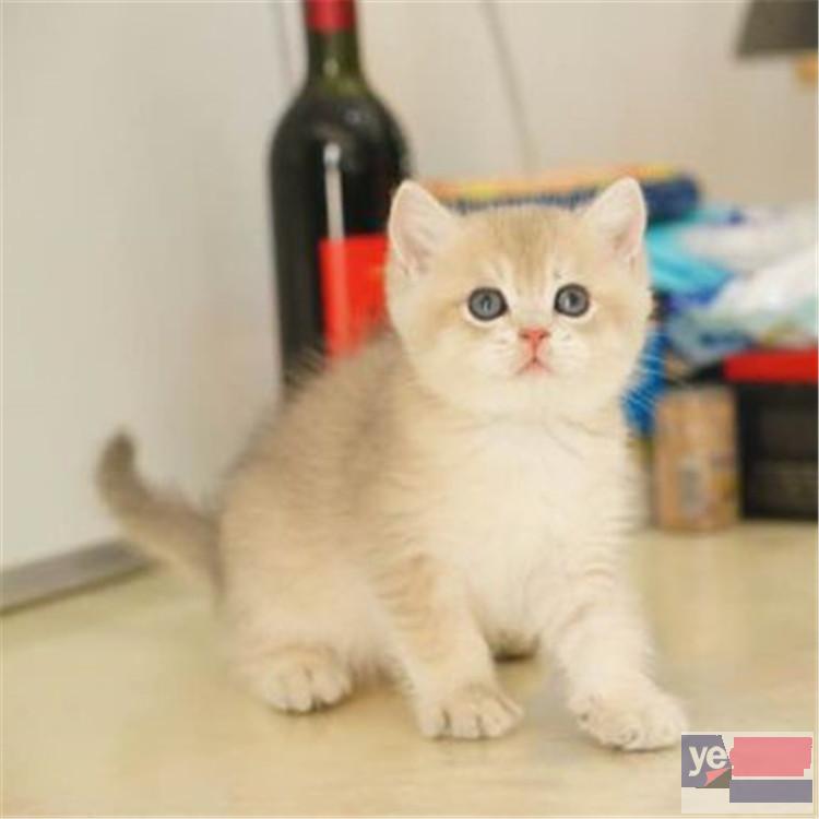 广东深圳猫舍金渐层幼猫包邮出售