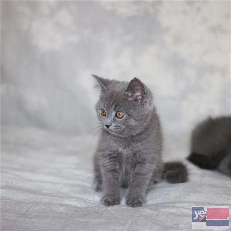 贵州铜仁纯种包子脸蓝猫出售