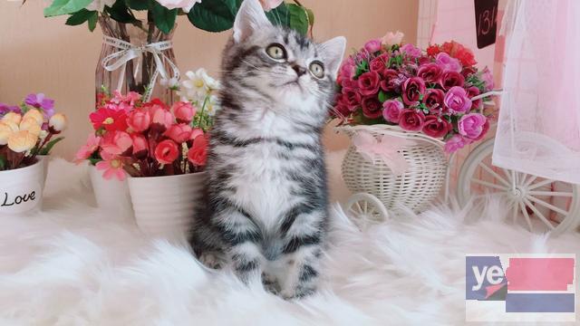 新疆乌鲁木齐美短加白猫幼崽低价出售