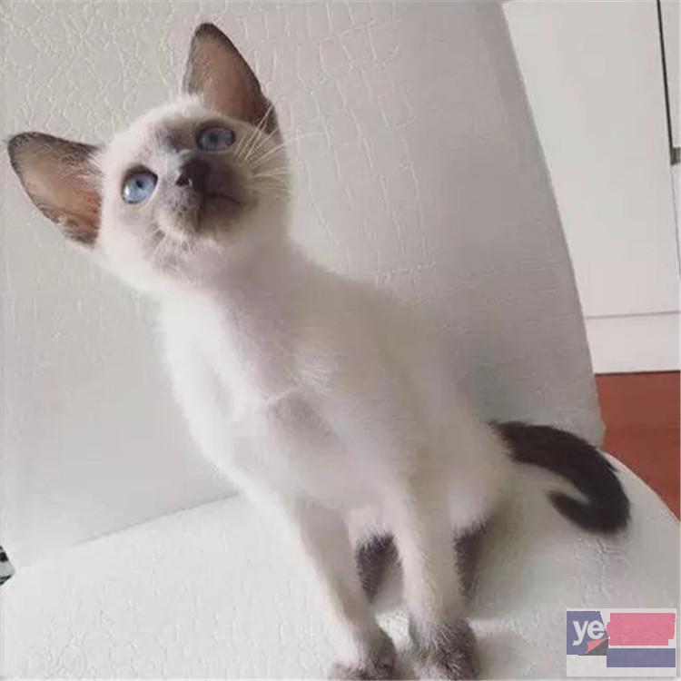 江苏扬州暹罗猫幼崽低价出售