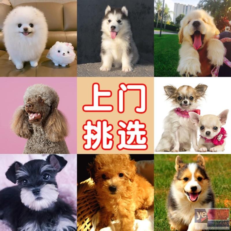 安庆大型犬舍出售宠物狗幼犬 上门挑选或视频挑选