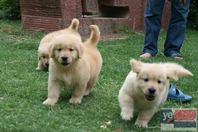 阿拉善大型犬舍出售宠物狗幼犬 上门或视频挑选