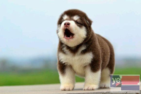 重庆阿拉斯加犬出售 专业犬舍出售宠物狗幼犬 纯种健康可送货