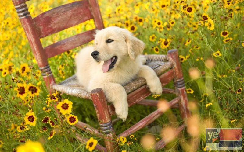 重庆拉布拉多犬出售 专业犬舍出售宠物狗幼犬 纯种健康可送货