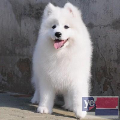 长沙纯种萨摩耶 视频选狗 大型犬舍出售宠物狗幼犬