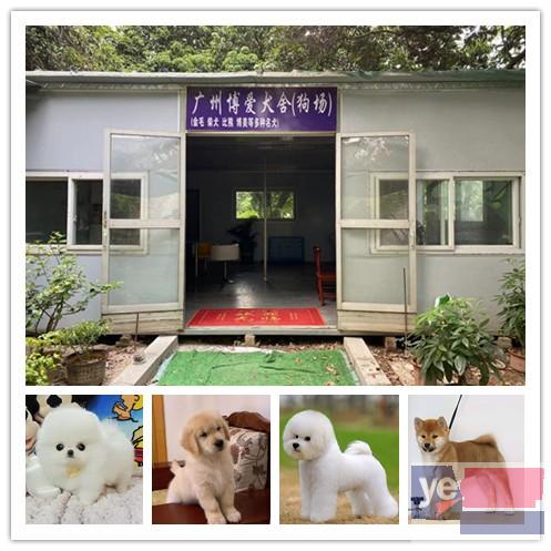 宠物狗,广州宠物狗,广州里有卖宠物狗的宠物市场,博爱犬舍