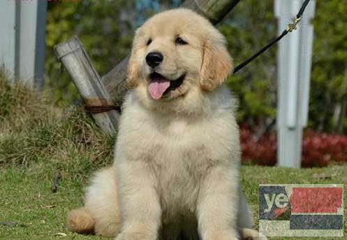 昌吉CKU认证犬舍直销丨专业繁育宠物幼犬 出售宠物狗