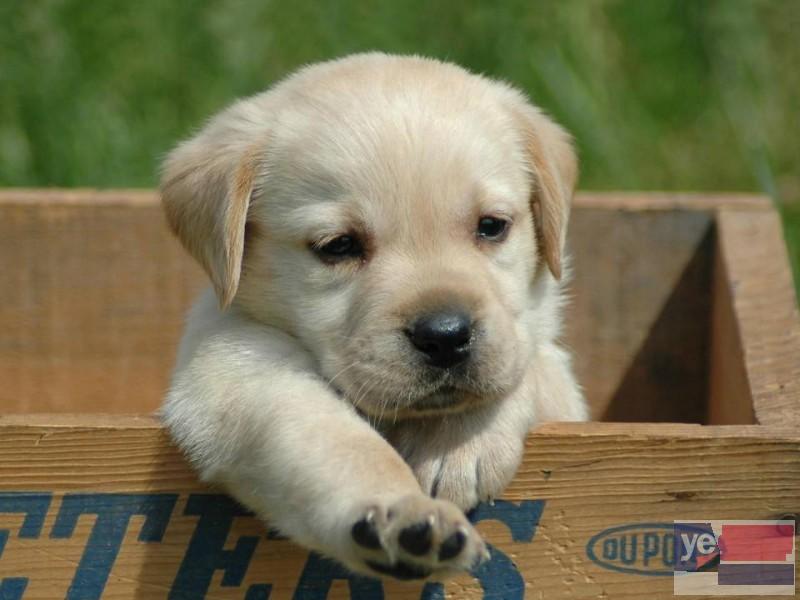 福州拉布拉多犬出售 专业犬舍出售宠物狗幼犬 纯种健康可送货