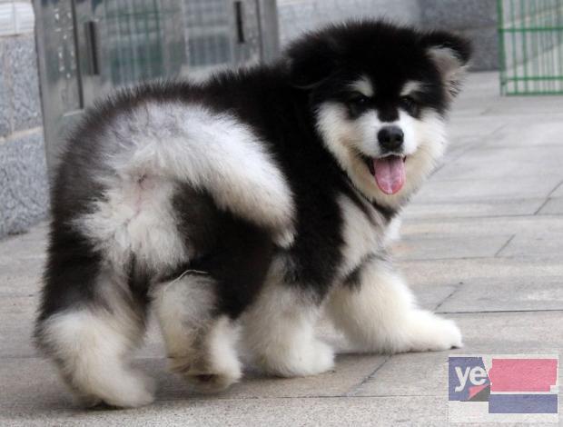 福州阿拉斯加犬出售 专业犬舍出售宠物狗幼犬 纯种健康可送货