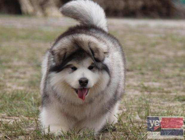 福州阿拉斯加犬出售 专业犬舍出售宠物狗幼犬 纯种健康可送货