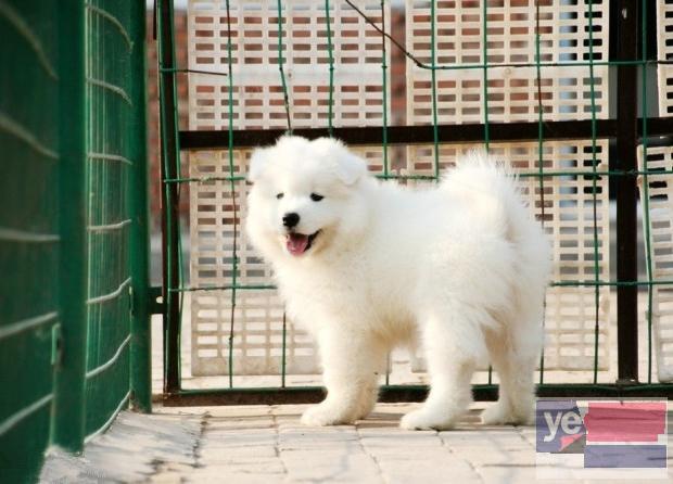 佛山萨摩耶出售丨大型犬舍直销各种名犬犬