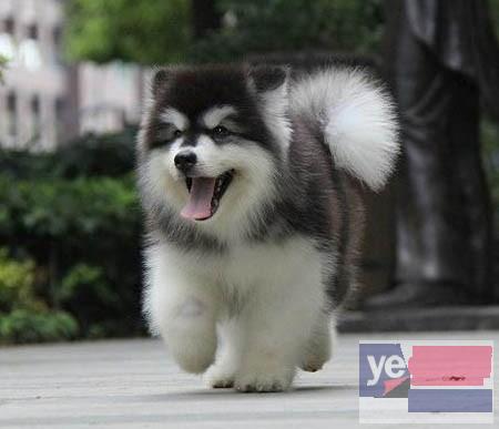 广州买狗 出售巨型熊版阿拉斯加,终身质保,签协议