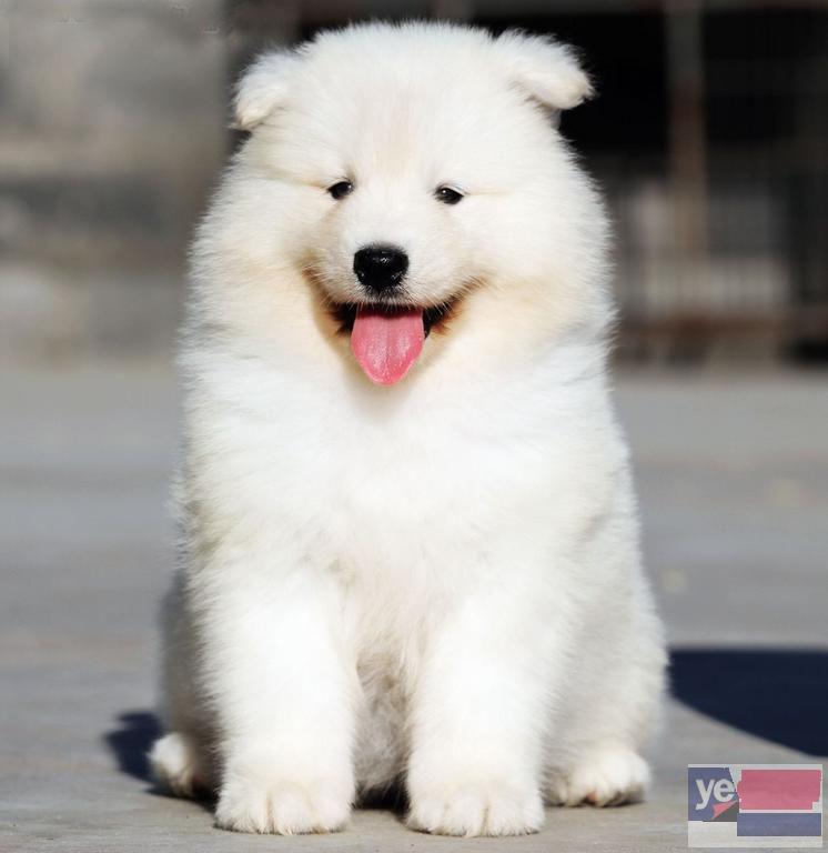 广安萨摩耶犬直销 上门或视频挑选 全国发货