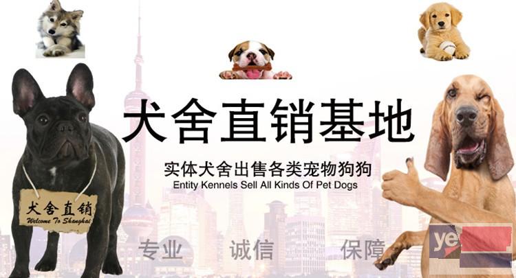 杭州宠物养殖基地直销世界各类名犬 宠物狗 现场挑选 送货到家