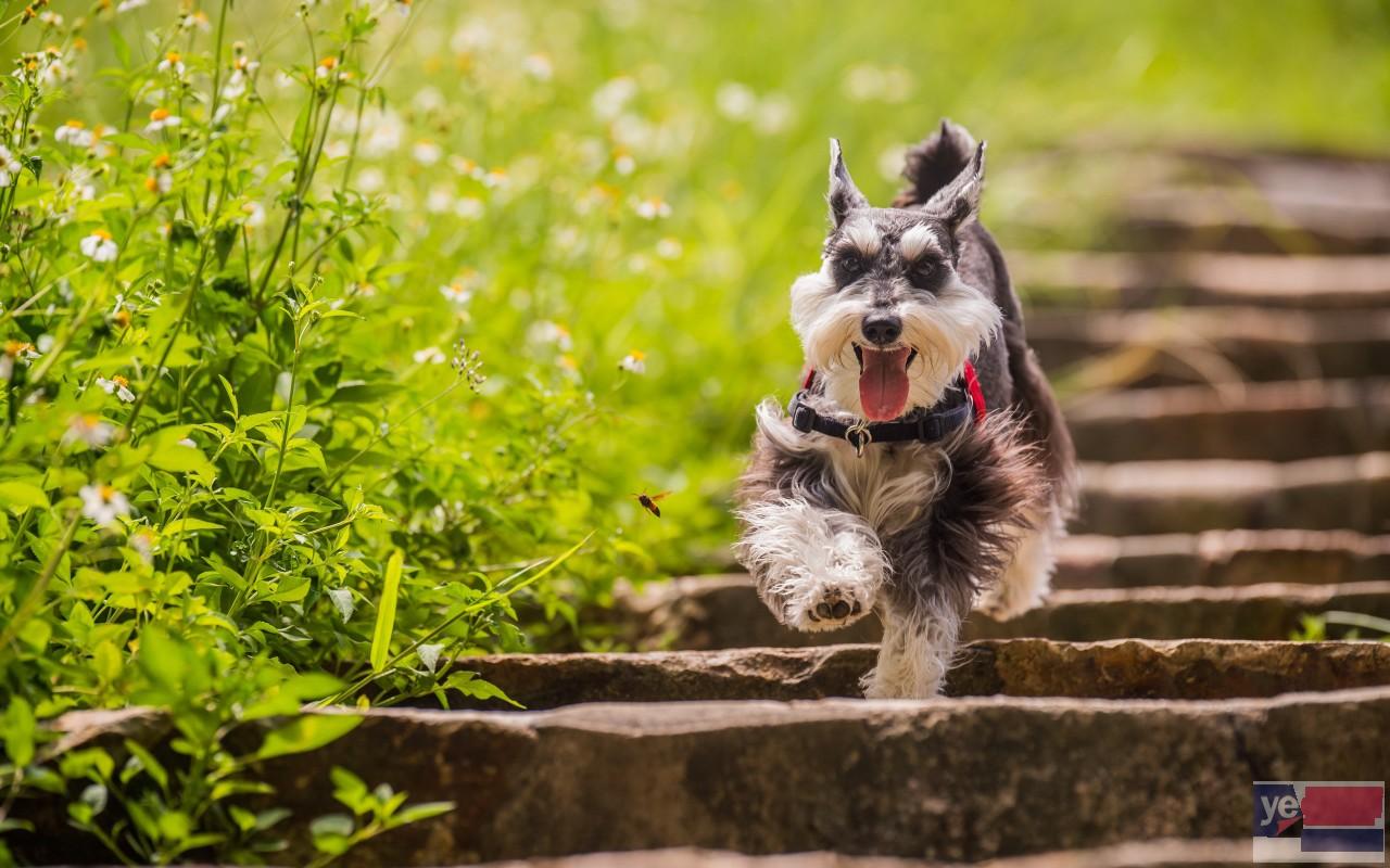 海口大型犬舍直销各种名犬 纯种健康可视频挑选