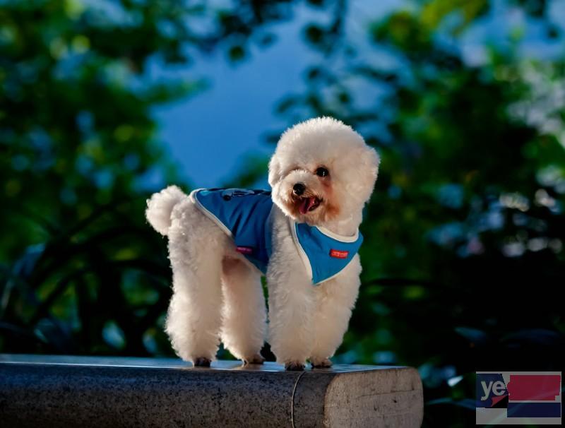 海口大型犬舍直销各种名犬 纯种健康可送货