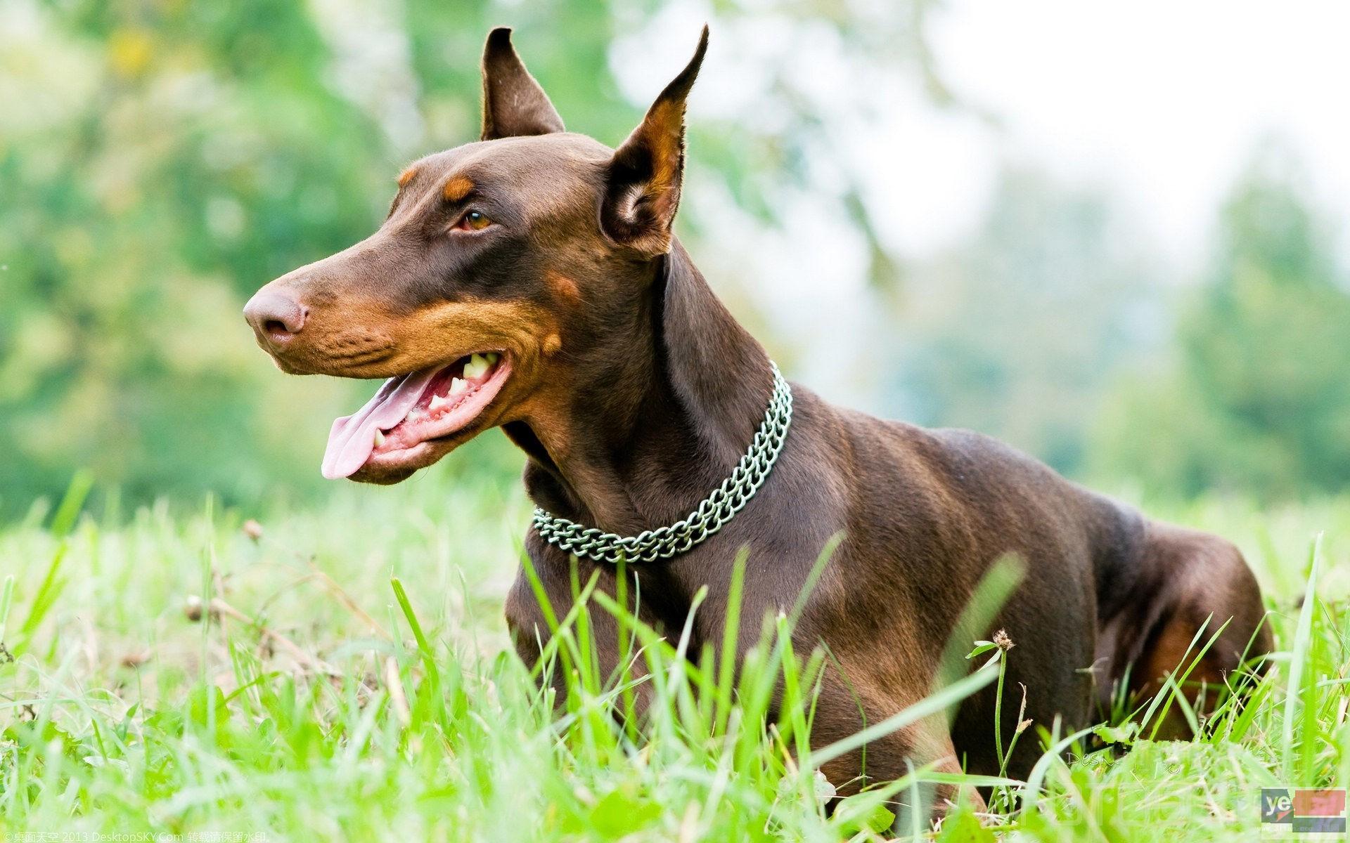 邯郸杜宾犬舍 宠物狗专卖 价格优惠