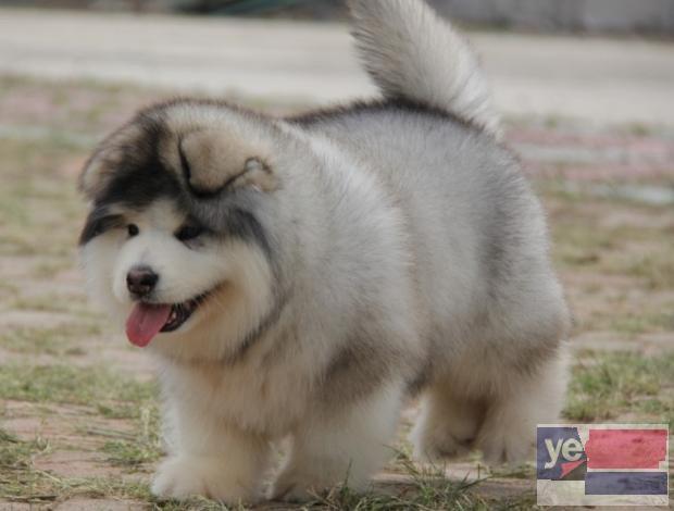 济南阿拉斯加犬出售 专业犬舍出售宠物狗幼犬 纯种健康可送货