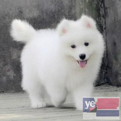 济南纯种萨摩耶 视频选狗 大型犬舍出售宠物狗幼犬