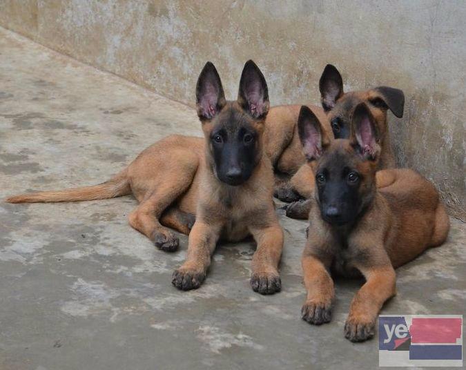 济宁马犬直销 上门或视频挑选 全国发货