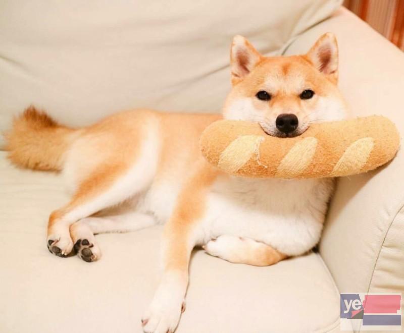 九江犬舍直销 出售宠物狗 支持上门或视频挑选 全国发货