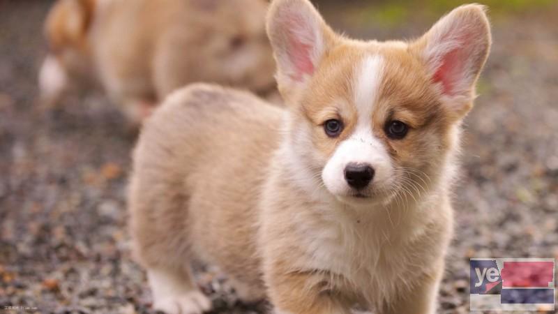 洛阳CKU认证犬舍直销 专业繁育宠物幼犬 出售宠物狗