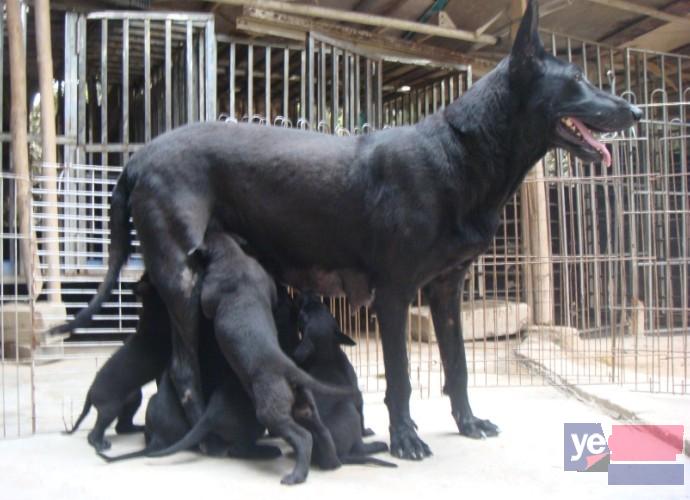 纯种黑狼 品相极好 包健康 正规养殖