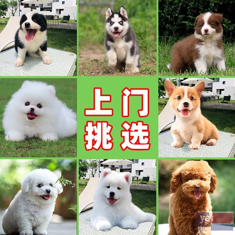 牡丹江宠物犬直销 健康品质有保障 视频看狗可送货