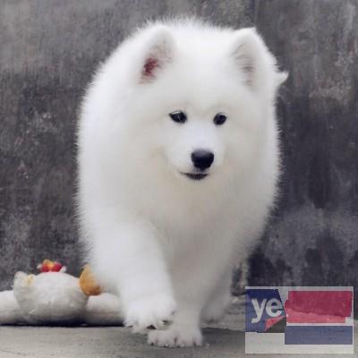 青岛萨摩耶犬健康出售 全国发货 视频挑选