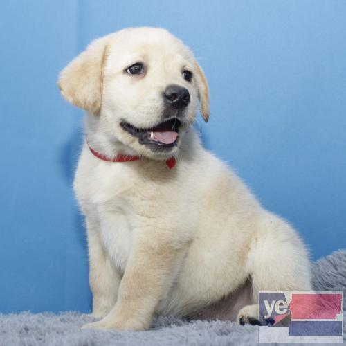 青岛纯种拉布拉多犬 狗狗出售 可签协议健康