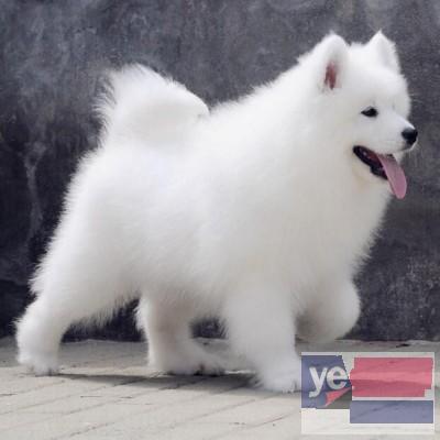 青岛纯种萨摩耶犬出售 全国发货 视频挑选 品质保障