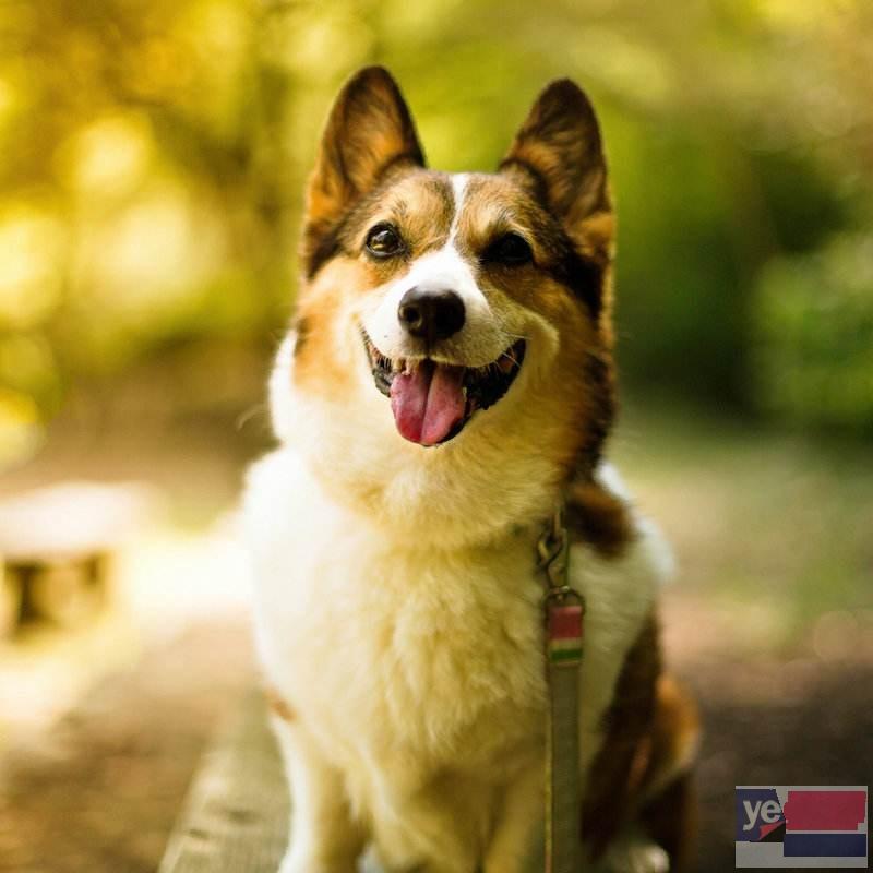 三亚CKU认证犬舍直销 专业繁育宠物幼犬 出售宠物狗