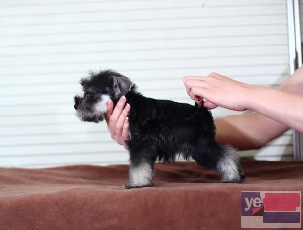 山南雪纳瑞犬舍 宠物狗专卖 价格优惠