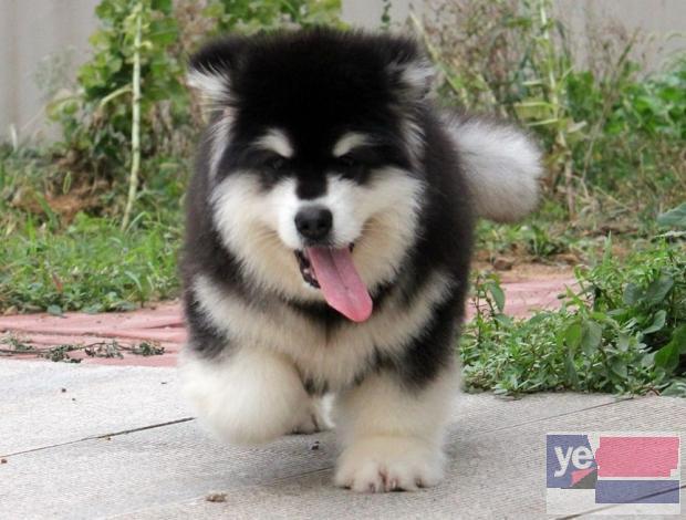 天津阿拉斯加犬出售 专业犬舍出售宠物狗幼犬 纯种健康可送货