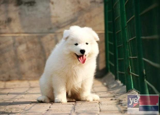 武汉萨摩耶犬舍 专业出售柯基幼犬 无菌繁殖幼犬