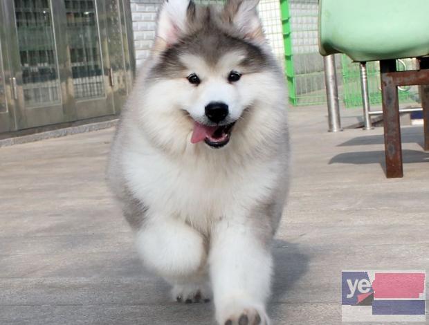 武汉阿拉斯加犬出售 专业犬舍出售宠物狗幼犬 纯种健康可送货