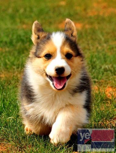 温州柯基犬幼犬出售 犬舍出售宠物狗幼犬 纯种健康可送货