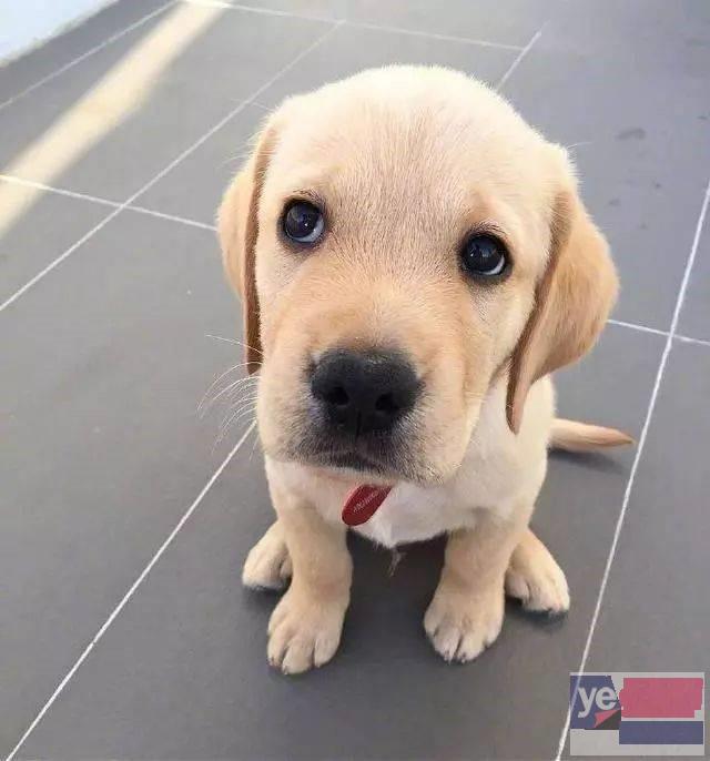 温州纯种拉布拉多犬 狗狗出售 可签协议健康