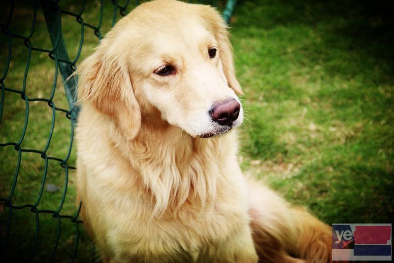 乌兰察布大型犬舍出售宠物狗幼犬 上门或视频挑选